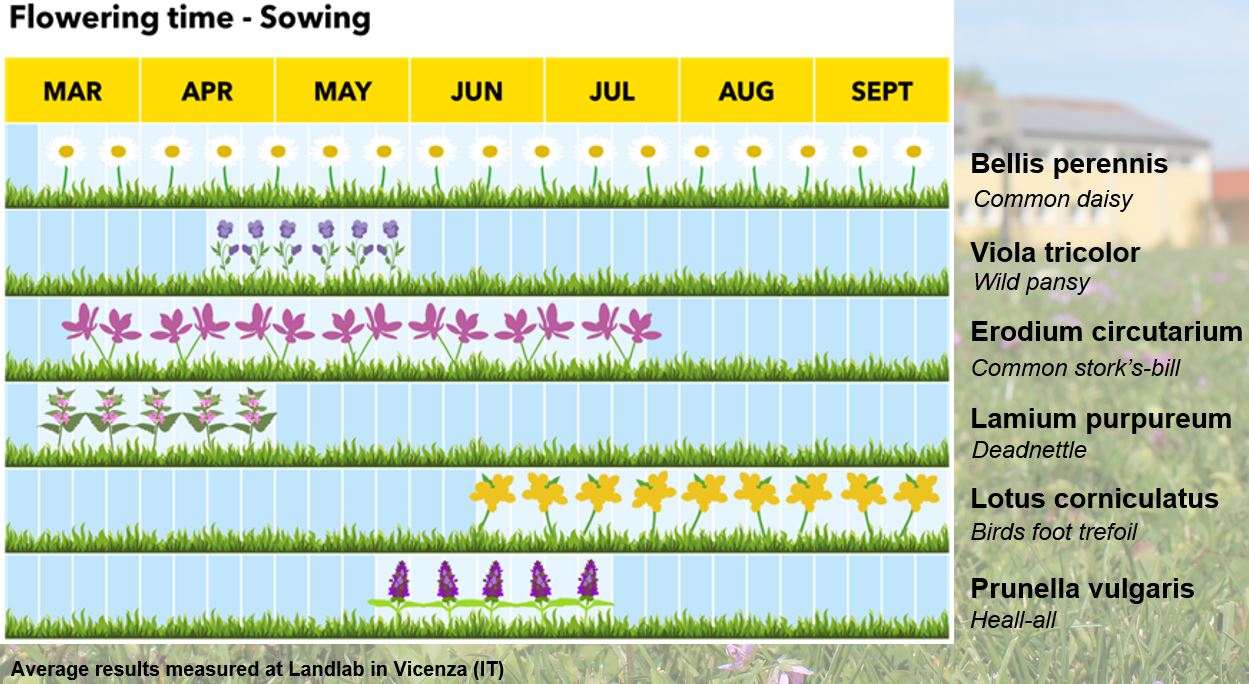 Czas kwitnienia Happy Lawn.JPG